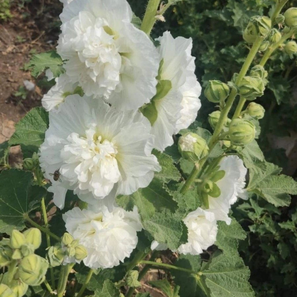White the Bride Hollyhock Seeds - Alcea Rosea Seeds, 20 seeds