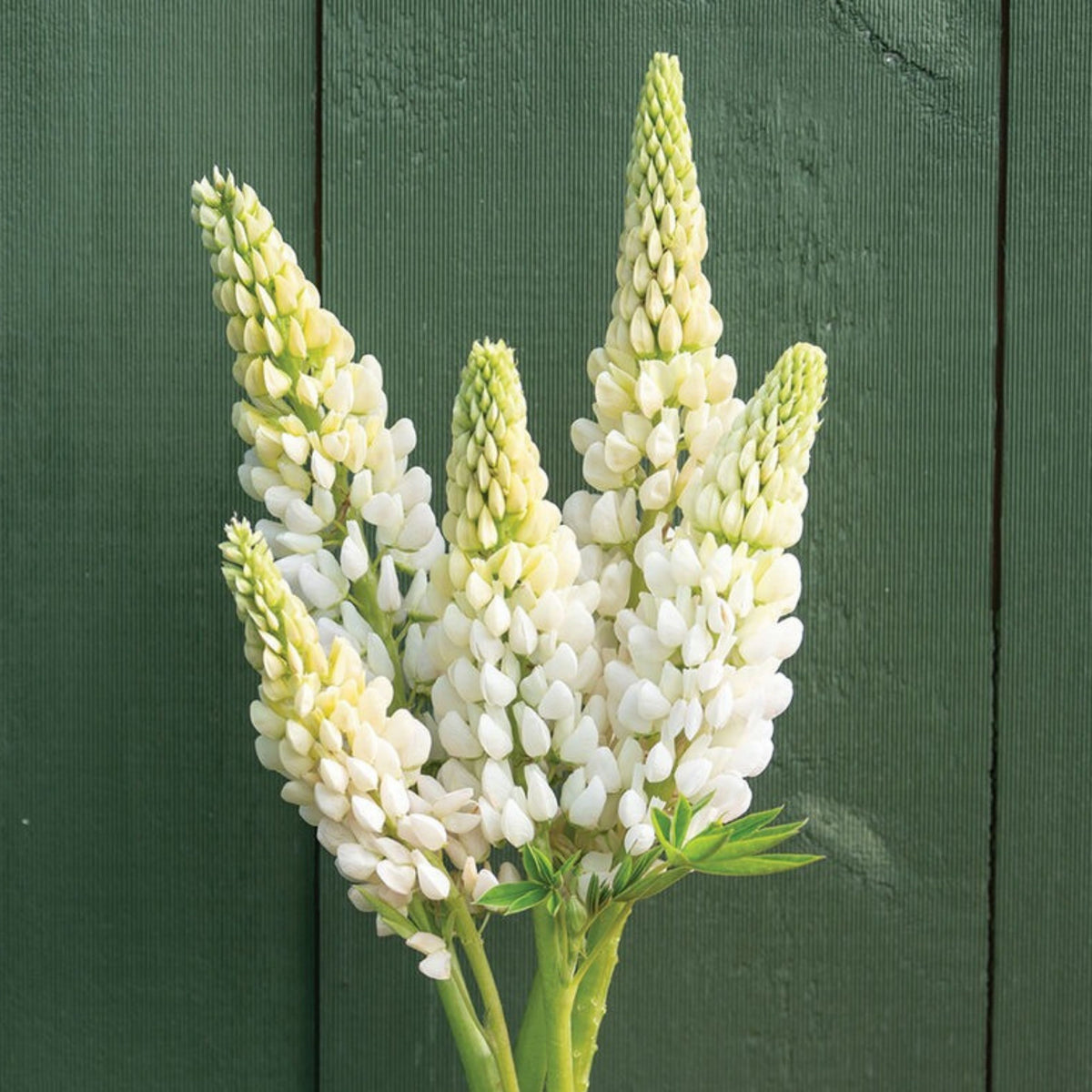 Noble Maiden Lupine Seeds - Bluebonnet