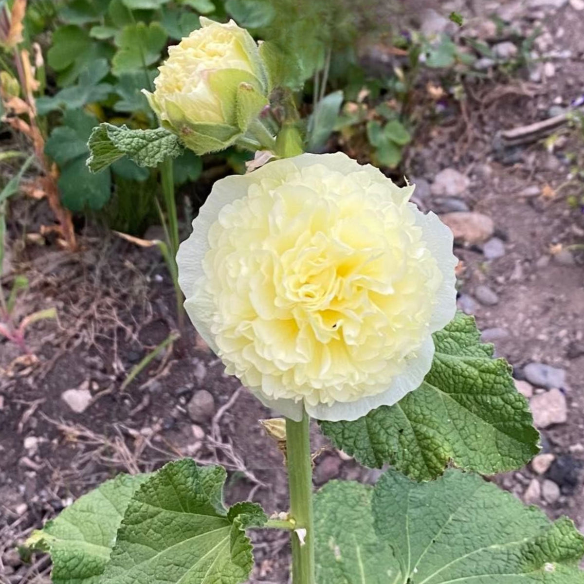 Yellow Banana Hollyhock Seeds - Alcea Rosea Seeds, 20 seeds