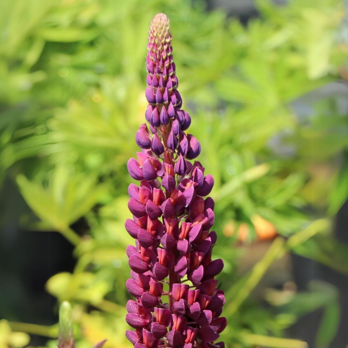 Gallery White Lupine (Lupinus ‘Gallery White’) Seeds - Lupine Seeds