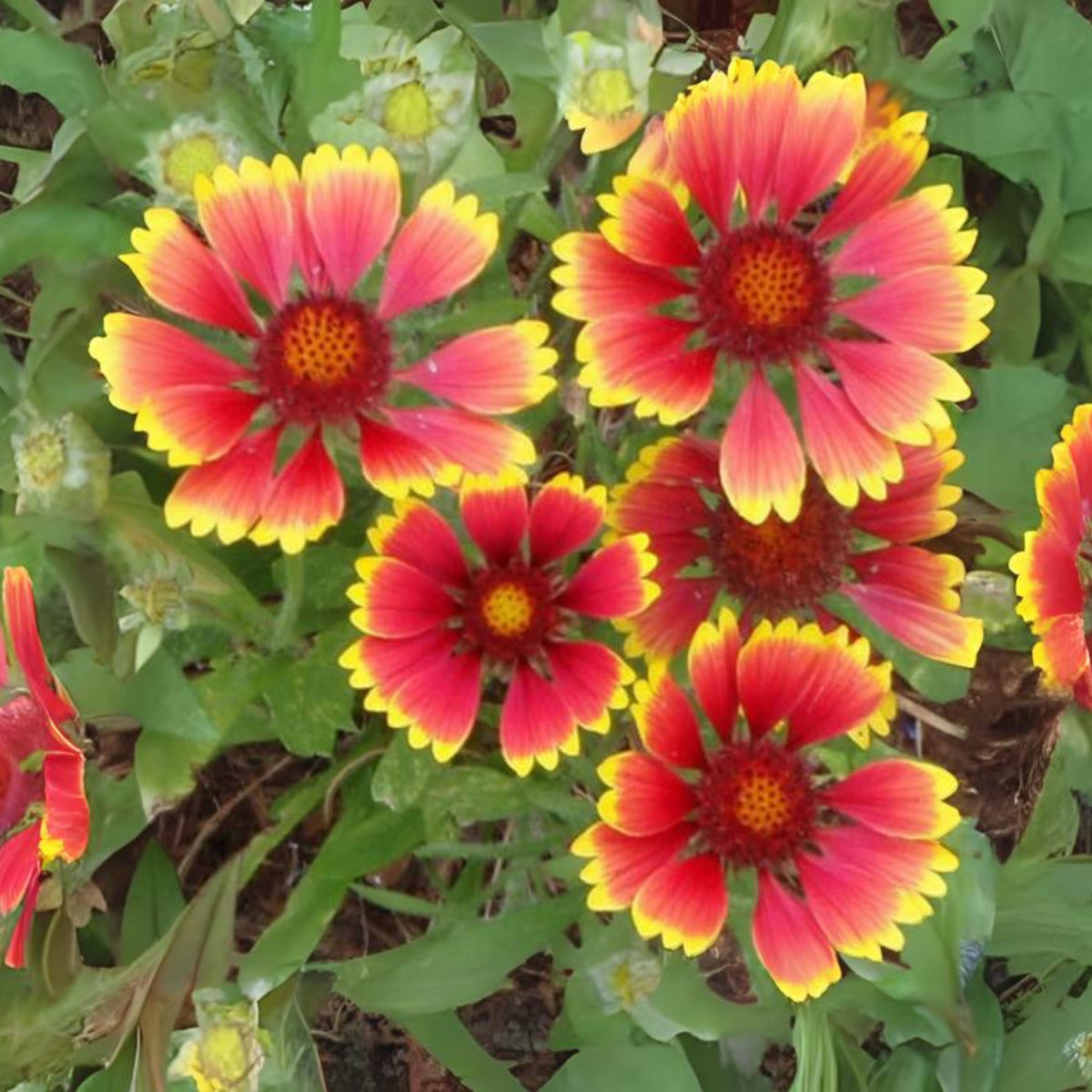 20s| Gaillardia pulchella 'Indian Blanket  Seeds– Blanket Flower – Heirloom, Non-GMO, Vibrant Red, Easy to Grow, Drought-Tolerant Perennial, Perfect for Pollinator Gardens, Borders, Cut Flowers, and Wildflower Meadows#8067