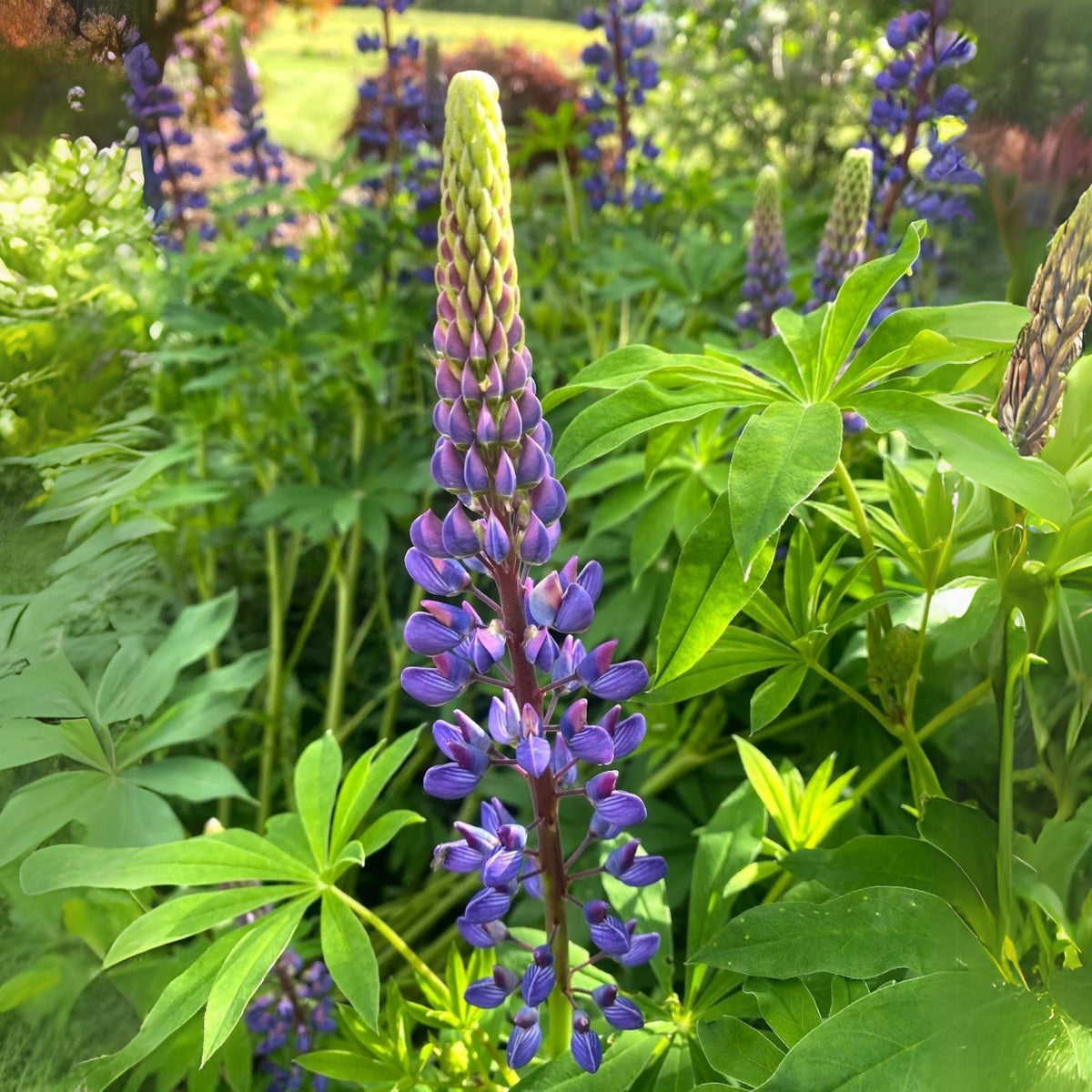Lupinus Polyphyllus (Bigleaf Lupine) Seeds