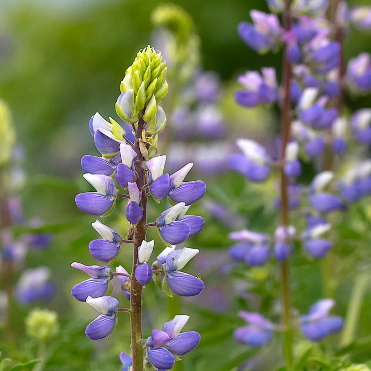 Lupinus Latifolius (Broadleaf Lupine) Seeds