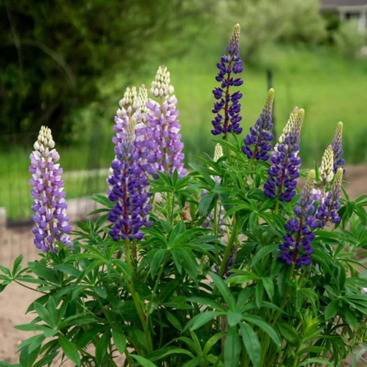 Masterpiece Lupine (Lupinus ‘Masterpiece’) Seeds