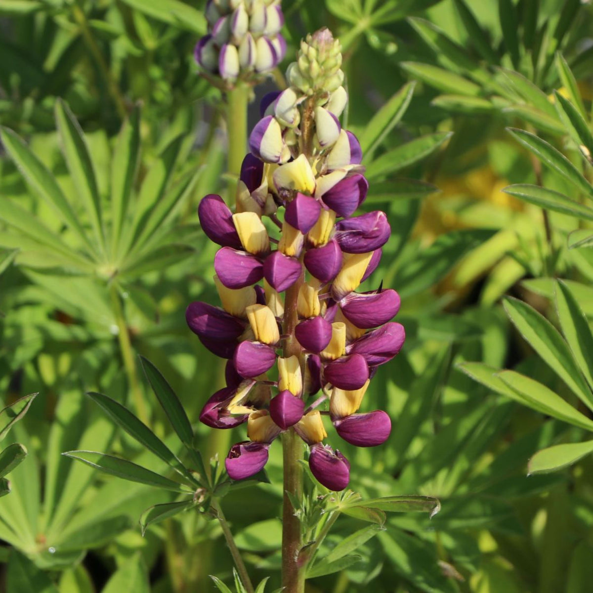 Manhattan Lights Lupinus (Lupine) Seeds