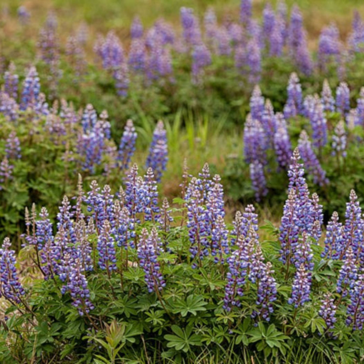 Lupinus Perennis (Wild Lupine) Seeds, Bluebonnet
