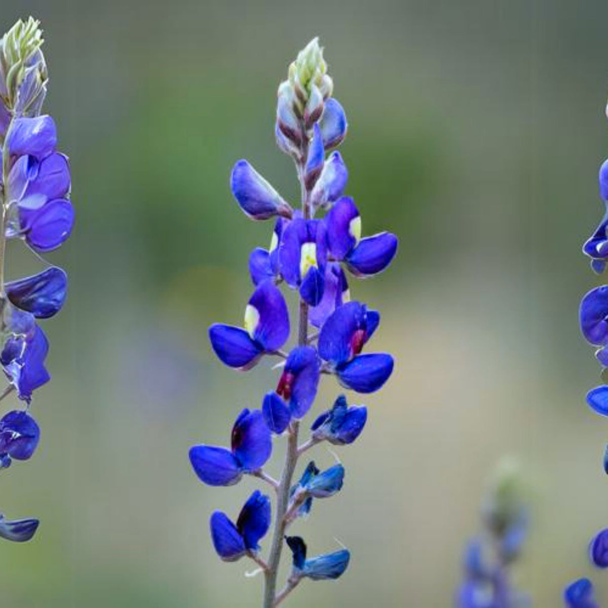 Lupinus Havardii (Big Bend Bluebonnet) Seeds - Lupine Seeds