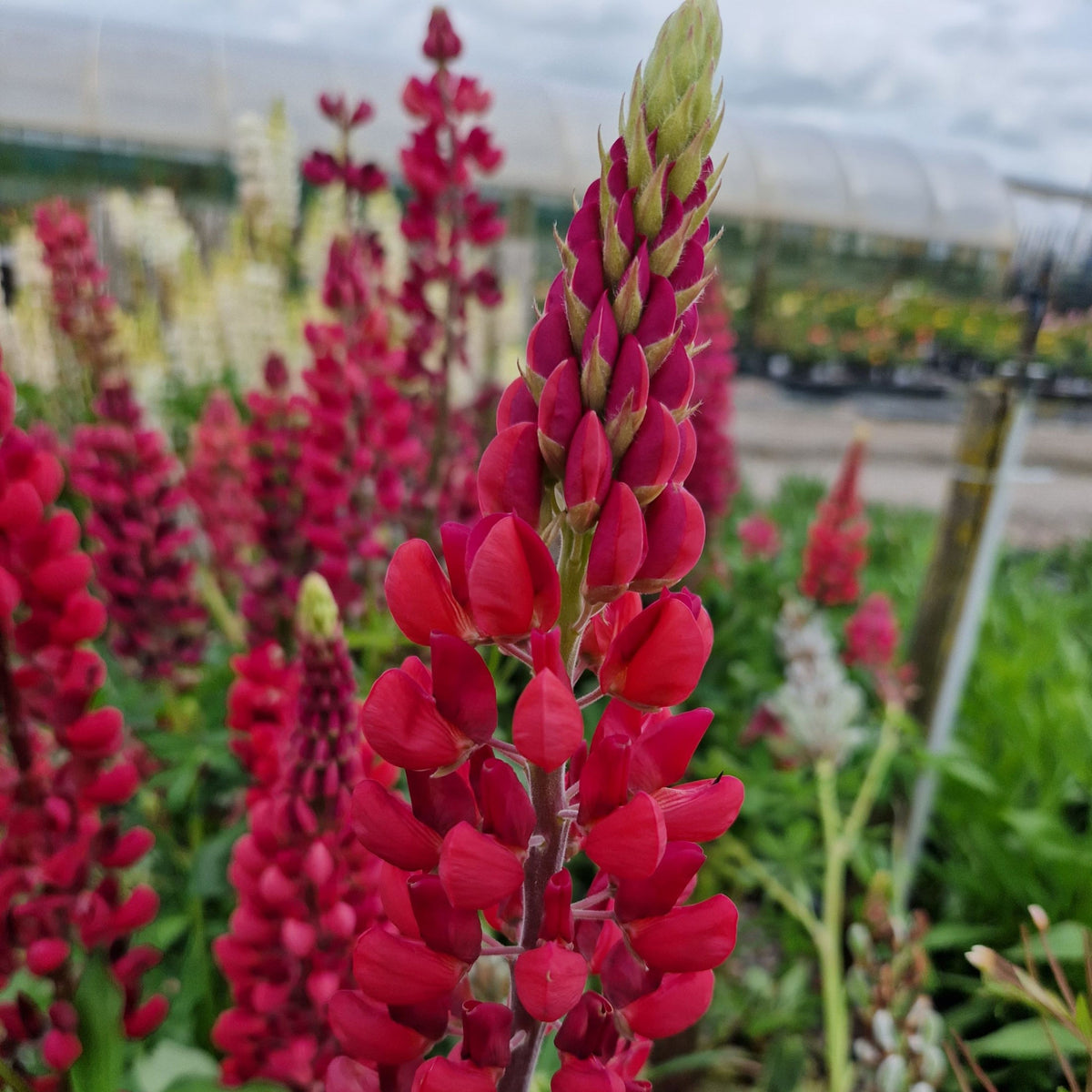 Lupinus ‘Beefeater’ (Lupine) Seeds
