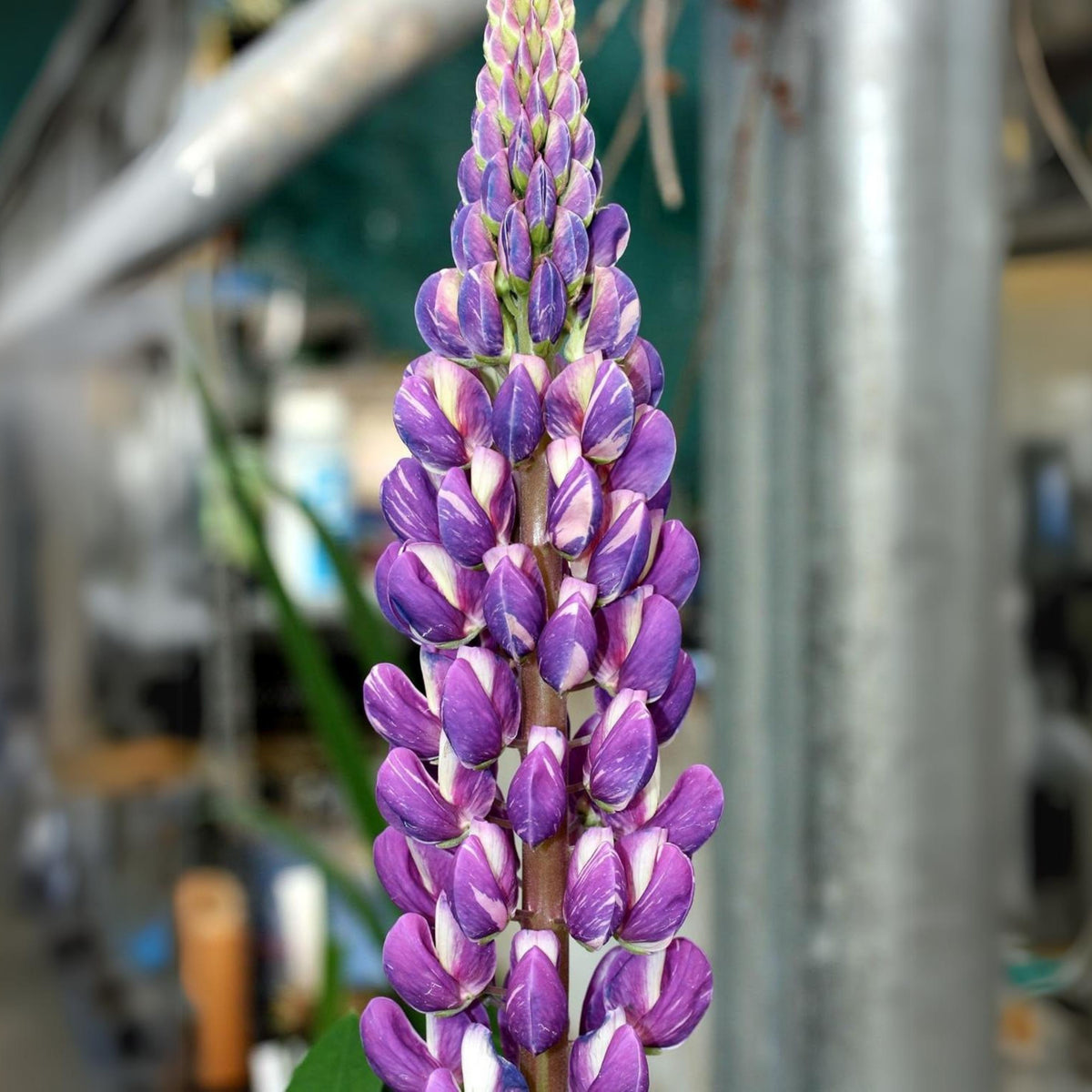 Lupinus ‘Purple Swirl’ (Lupine) Seeds
