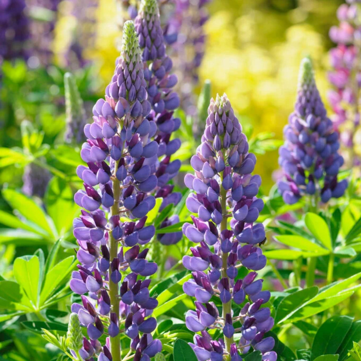 Lupinus Rivularis (Riverbank Lupine) Seeds, Bluebonnet