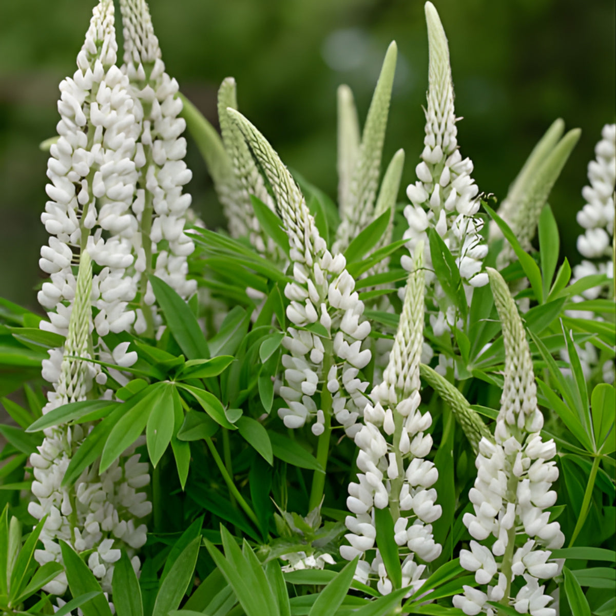 Gallery White Lupinus (Lupine) Seeds, Bluebonnet
