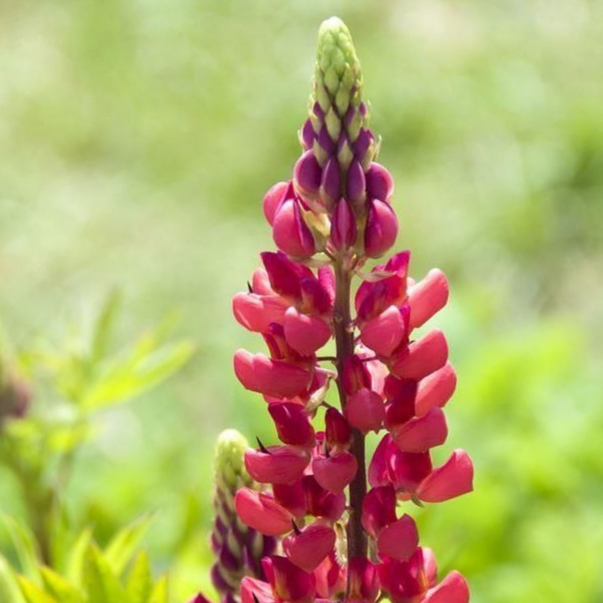 My Castle Lupine Seeds - Bluebonnet