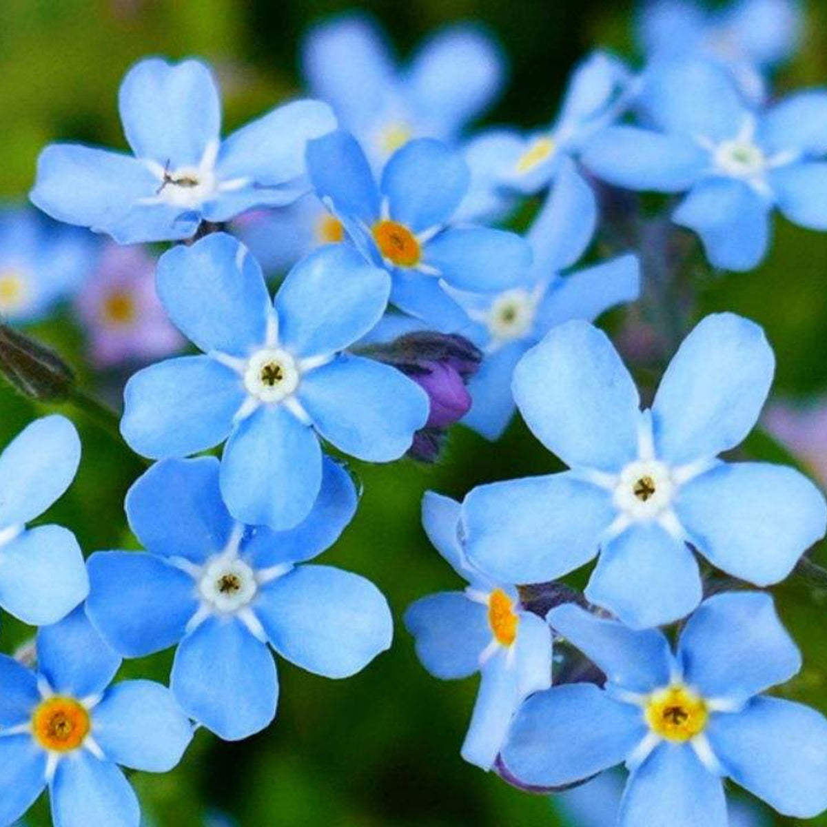 Myosotis (Forget-Me-Not) Seeds - Sylvatica