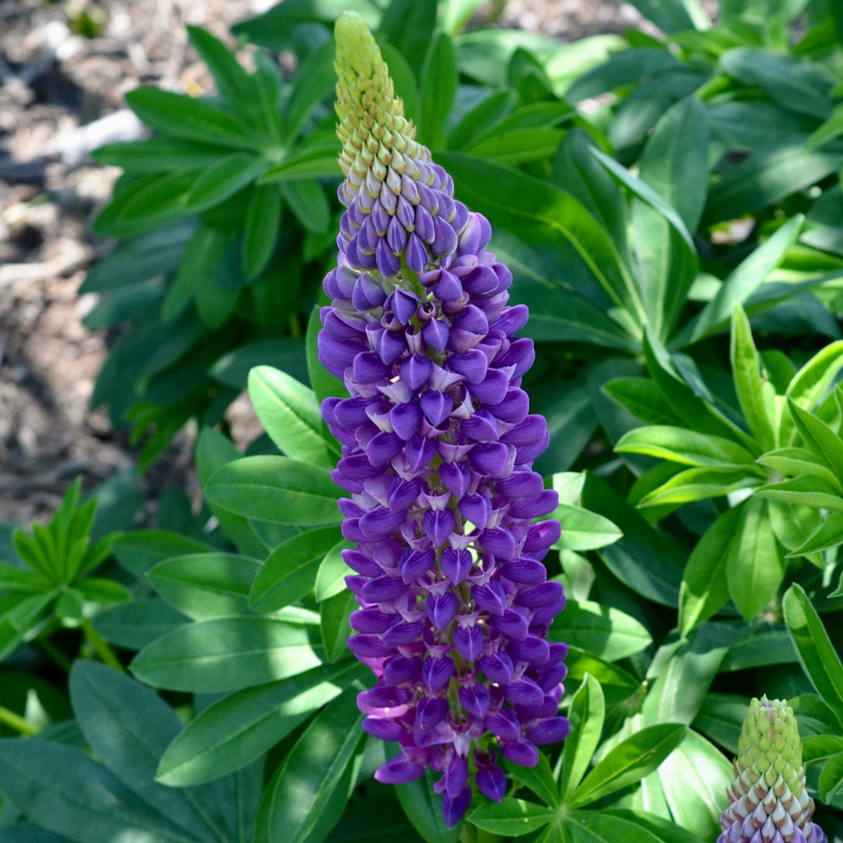 Lupinus Polyphyllus (Bigleaf Lupine) Seeds