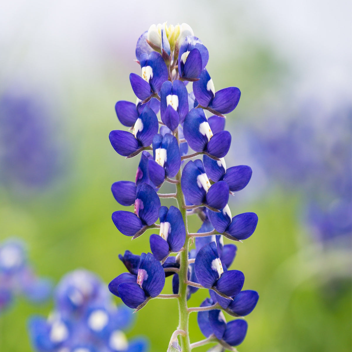 Lupinus Texensis (Texas Bluebonnet) Seeds
