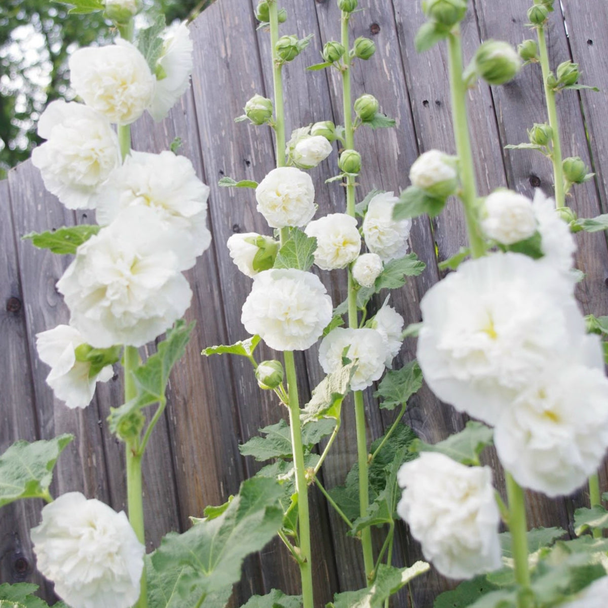 White the Bride Hollyhock Seeds - Alcea Rosea Seeds, 20 seeds