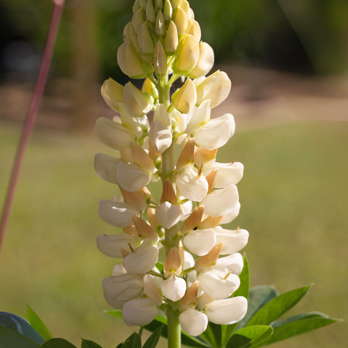 Noble Maiden Lupine Seeds - Bluebonnet