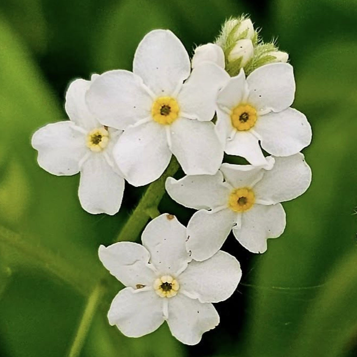 White Ball Alpine Forget-Me-Not Seeds