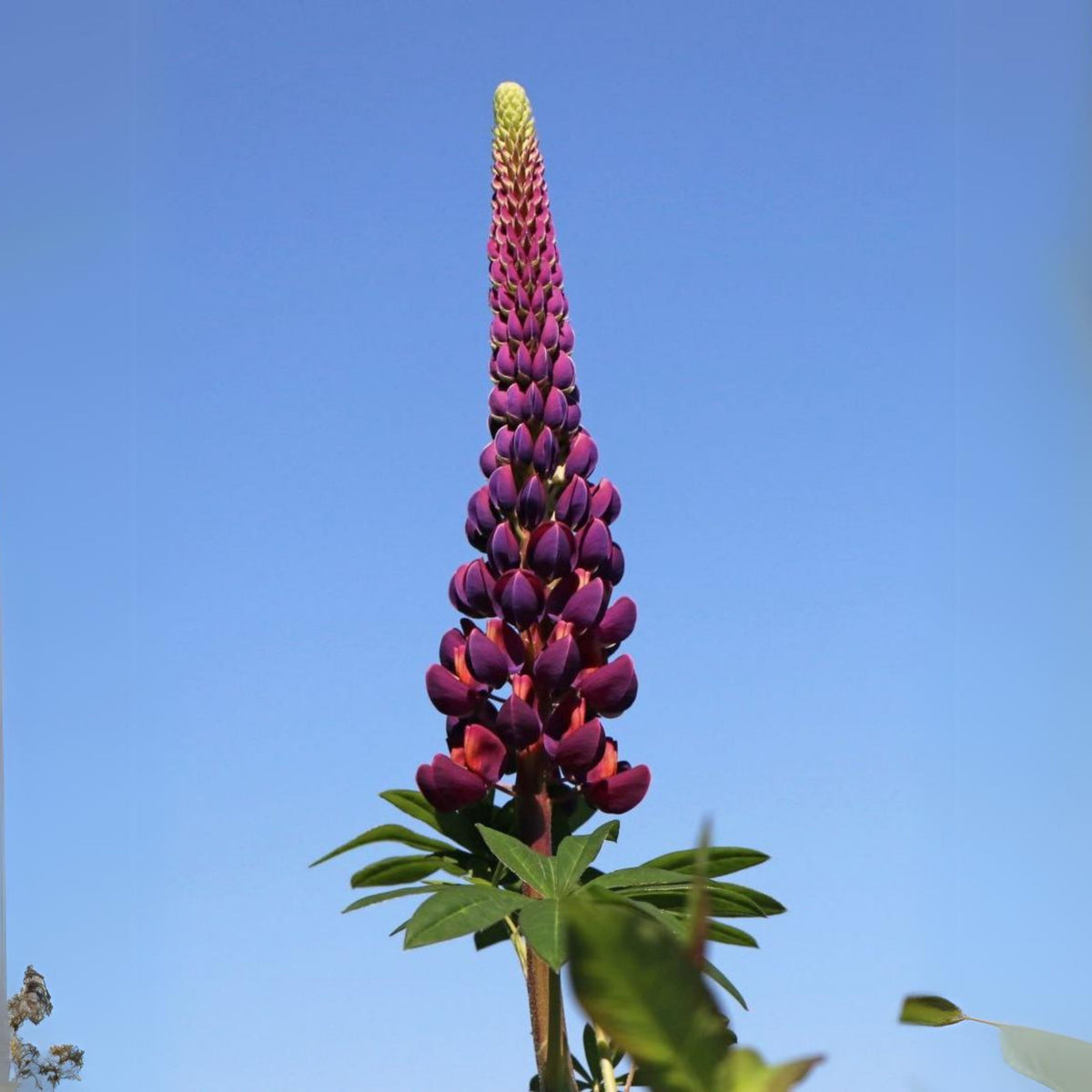 Gallery White Lupine (Lupinus ‘Gallery White’) Seeds - Lupine Seeds