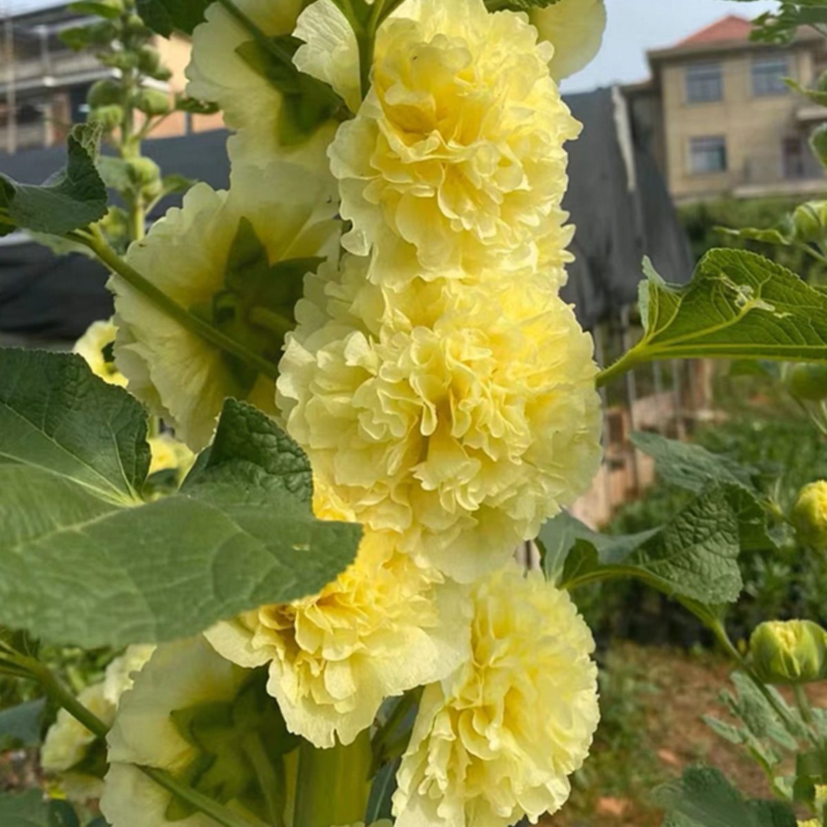 Yellow Banana Hollyhock Seeds - Alcea Rosea Seeds, 20 seeds