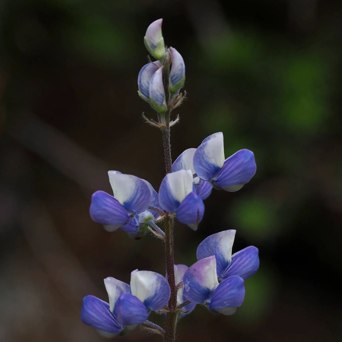 Lupinus Latifolius (Broadleaf Lupine) Seeds