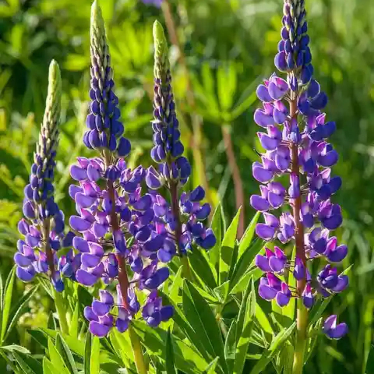 Masterpiece Lupine (Lupinus ‘Masterpiece’) Seeds