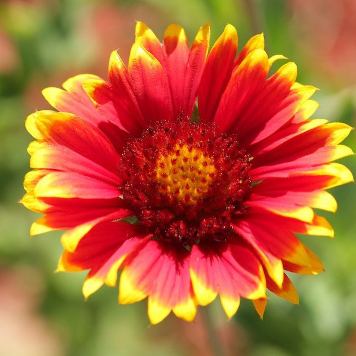 20s| Gaillardia pulchella 'Indian Blanket  Seeds– Blanket Flower – Heirloom, Non-GMO, Vibrant Red, Easy to Grow, Drought-Tolerant Perennial, Perfect for Pollinator Gardens, Borders, Cut Flowers, and Wildflower Meadows#8067