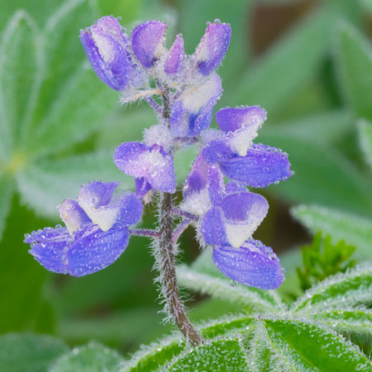 Lupinus Latifolius (Broadleaf Lupine) Seeds