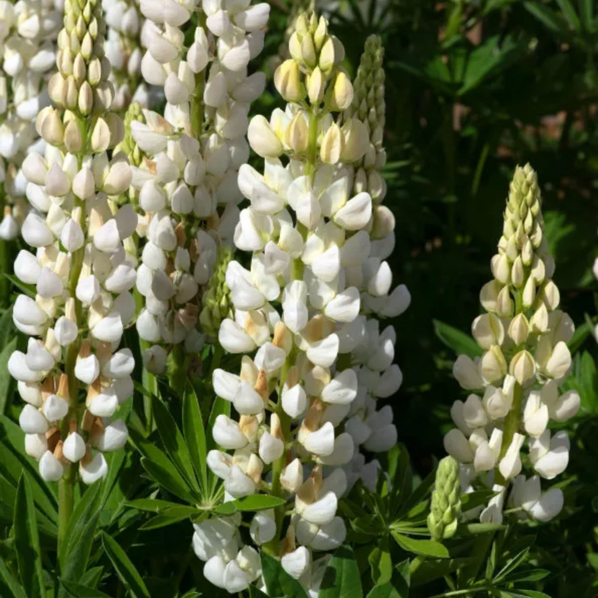 Gallery White Lupinus (Lupine) Seeds, Bluebonnet