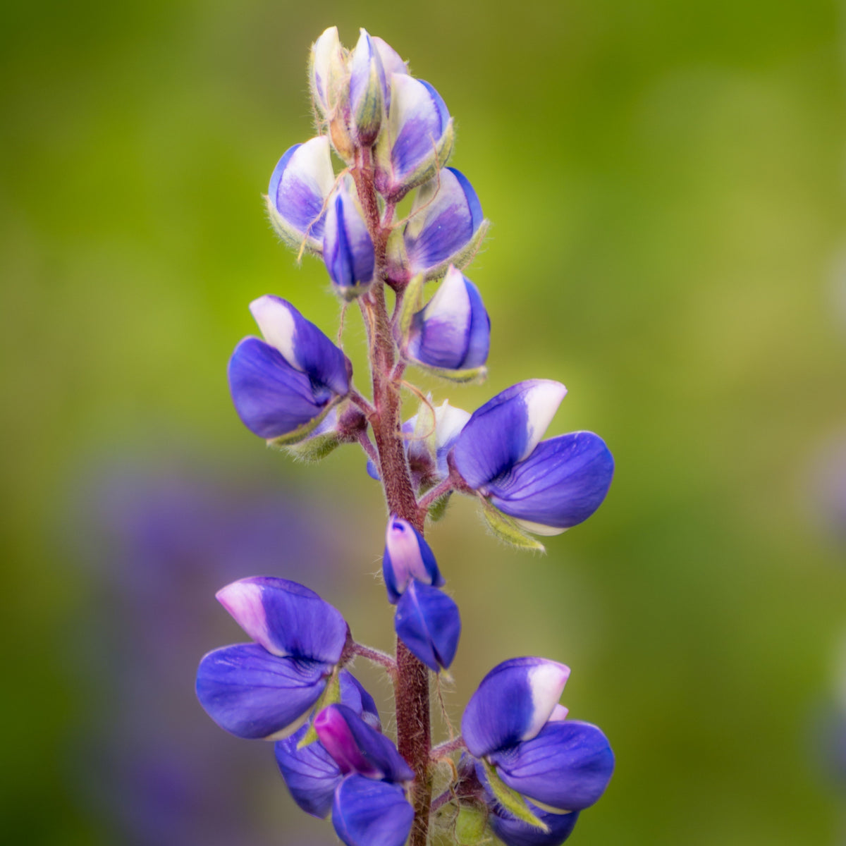 Lupinus ‘Purple Swirl’ (Lupine) Seeds
