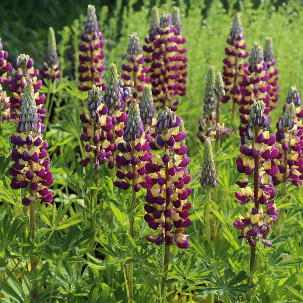 Manhattan Lights Lupinus (Lupine) Seeds