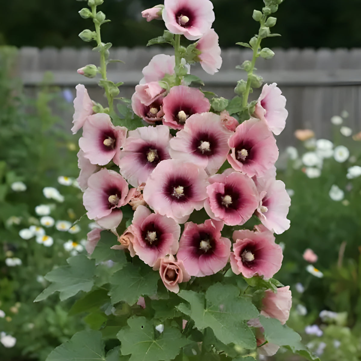 Halo Apricot Hollyhock Seeds - Alcea Rosea Seeds, 20 seeds
