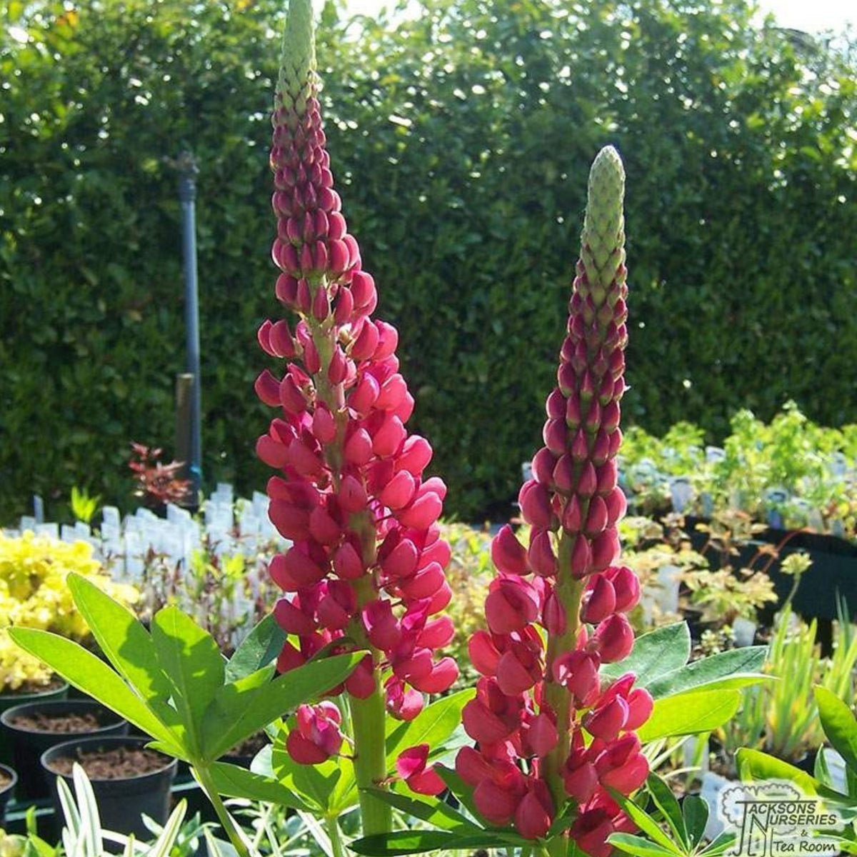 My Castle Lupine Seeds