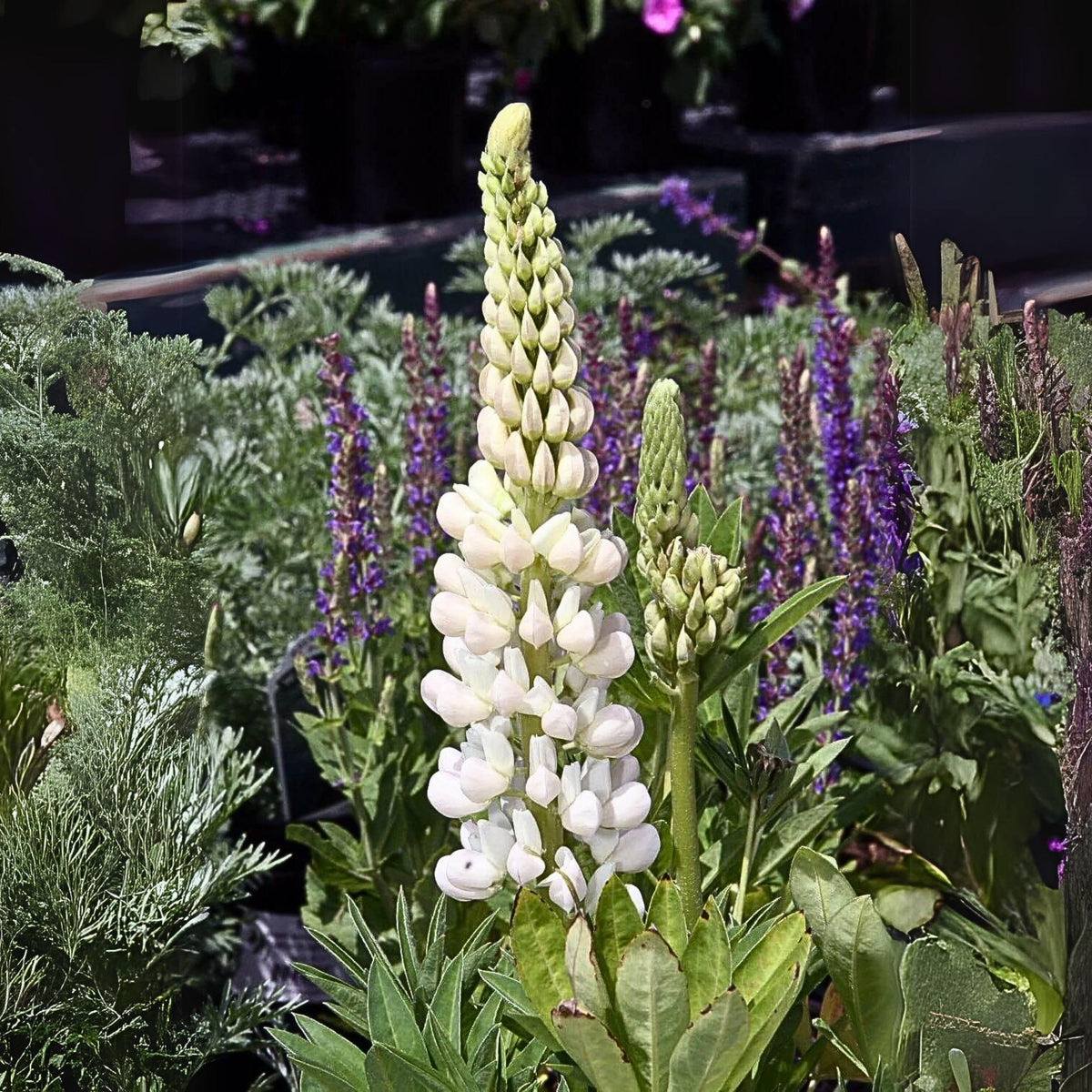 Noble Maiden Lupine Seeds - Bluebonnet