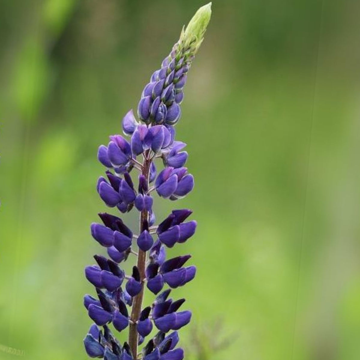 Lupinus Polyphyllus (Bigleaf Lupine) Seeds