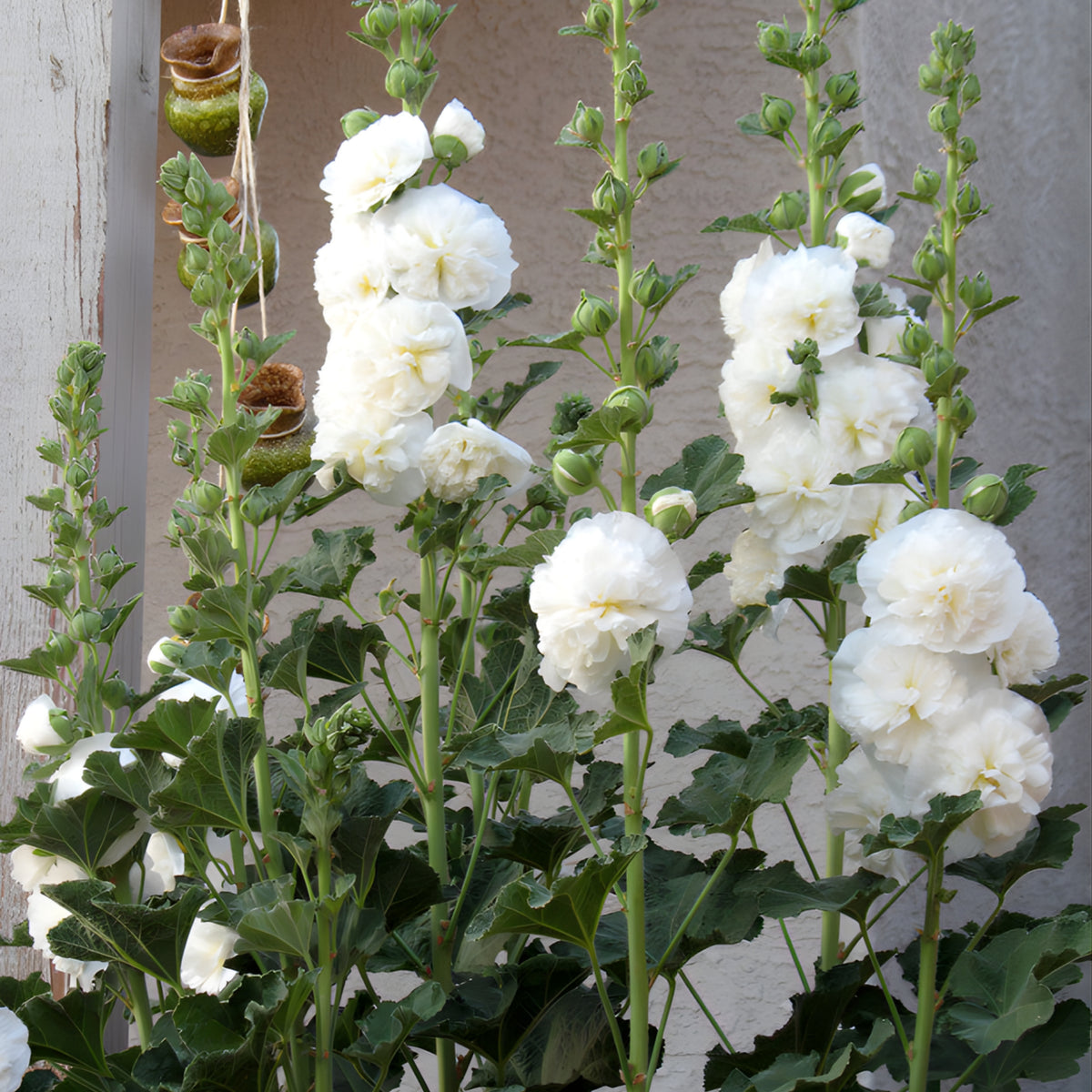 White the Bride Hollyhock Seeds - Alcea Rosea Seeds, 20 seeds