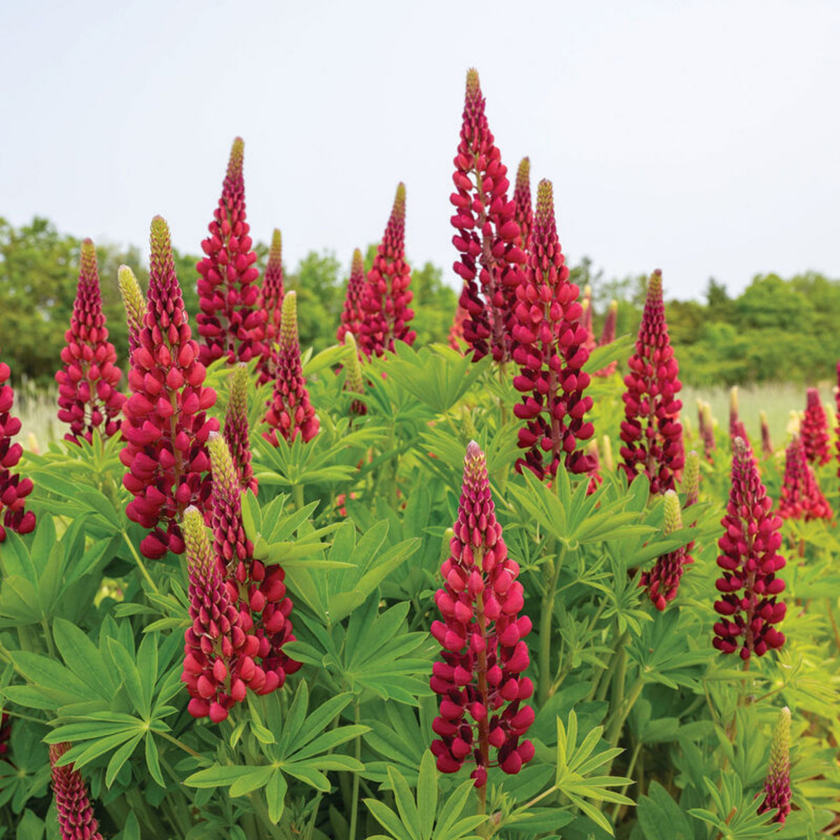 Lupinus ‘Beefeater’ (Lupine) Seeds