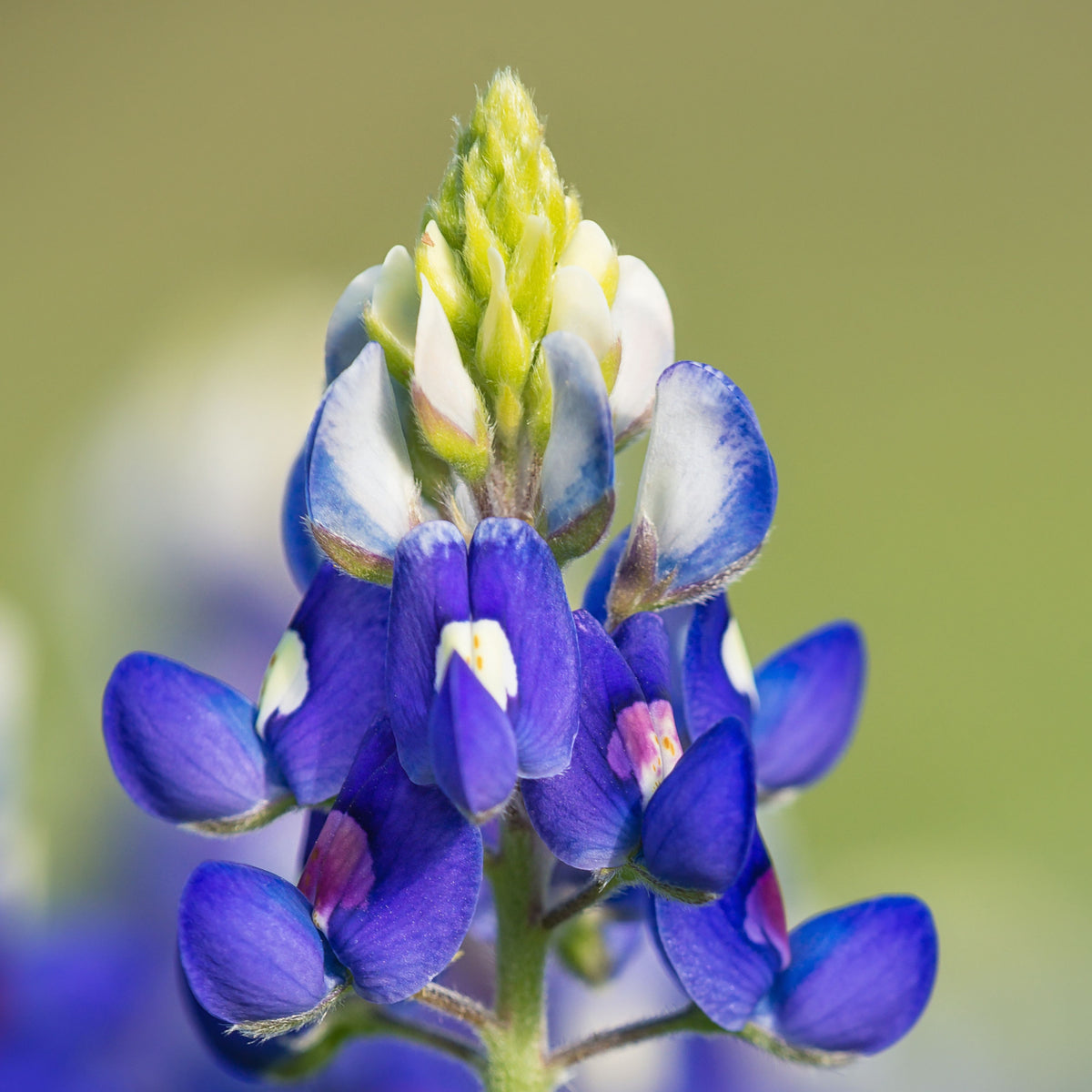 Lupinus Texensis (Texas Bluebonnet) Seeds - Lupine Seeds