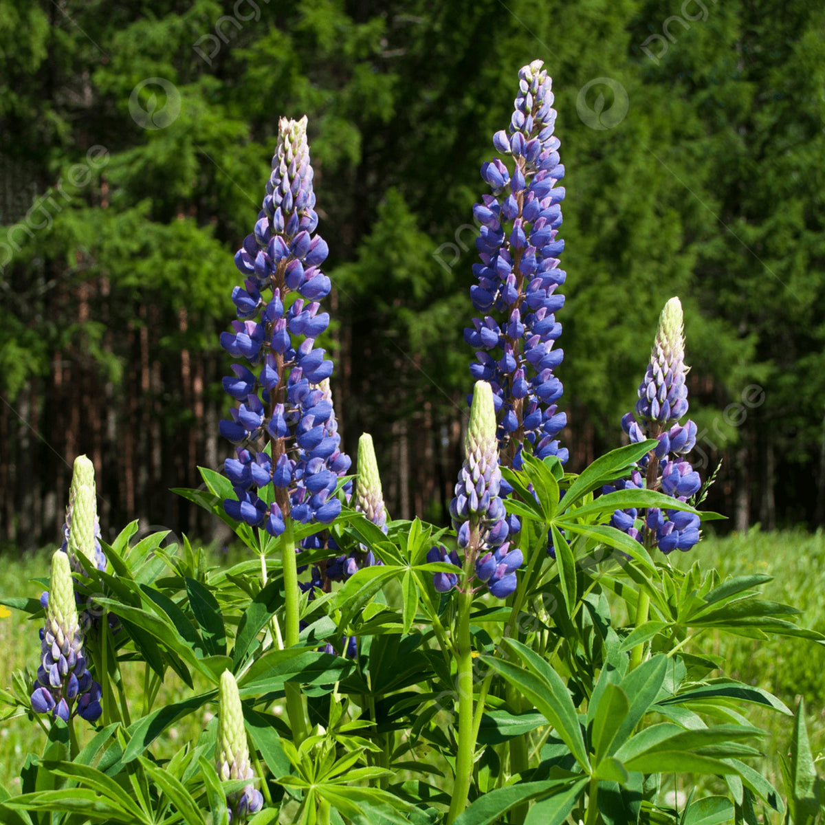 Lupinus Rivularis (Riverbank Lupine) Seeds, Bluebonnet