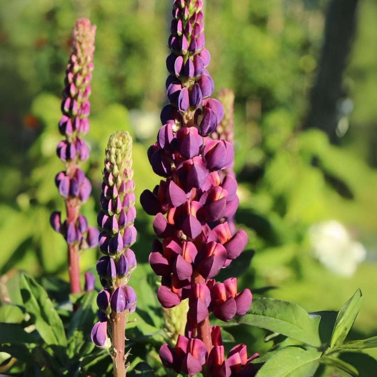 Gallery White Lupine (Lupinus ‘Gallery White’) Seeds - Lupine Seeds