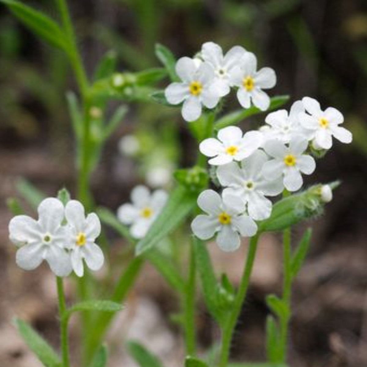 White Ball Alpine Forget-Me-Not Seeds - Bee Friendly