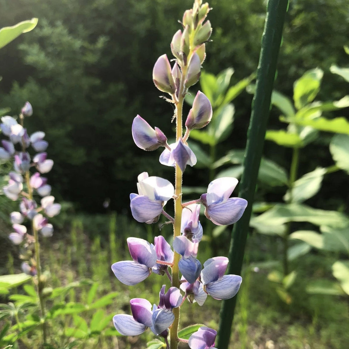Lupinus Perennis (Wild Lupine) Seeds, Bluebonnet