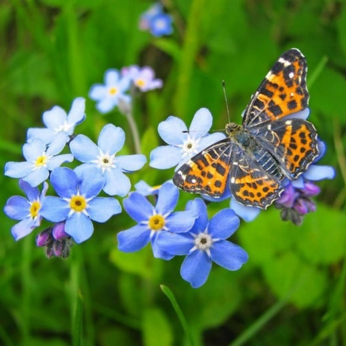 Myosotis (Forget-Me-Not) Seeds - Sylvatica
