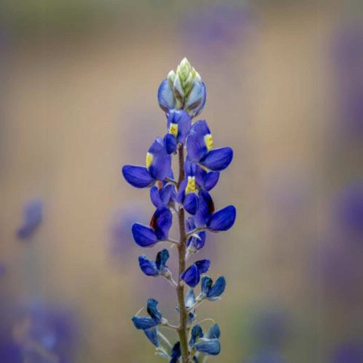 Lupinus Havardii (Big Bend Bluebonnet) Seeds - Lupine Seeds