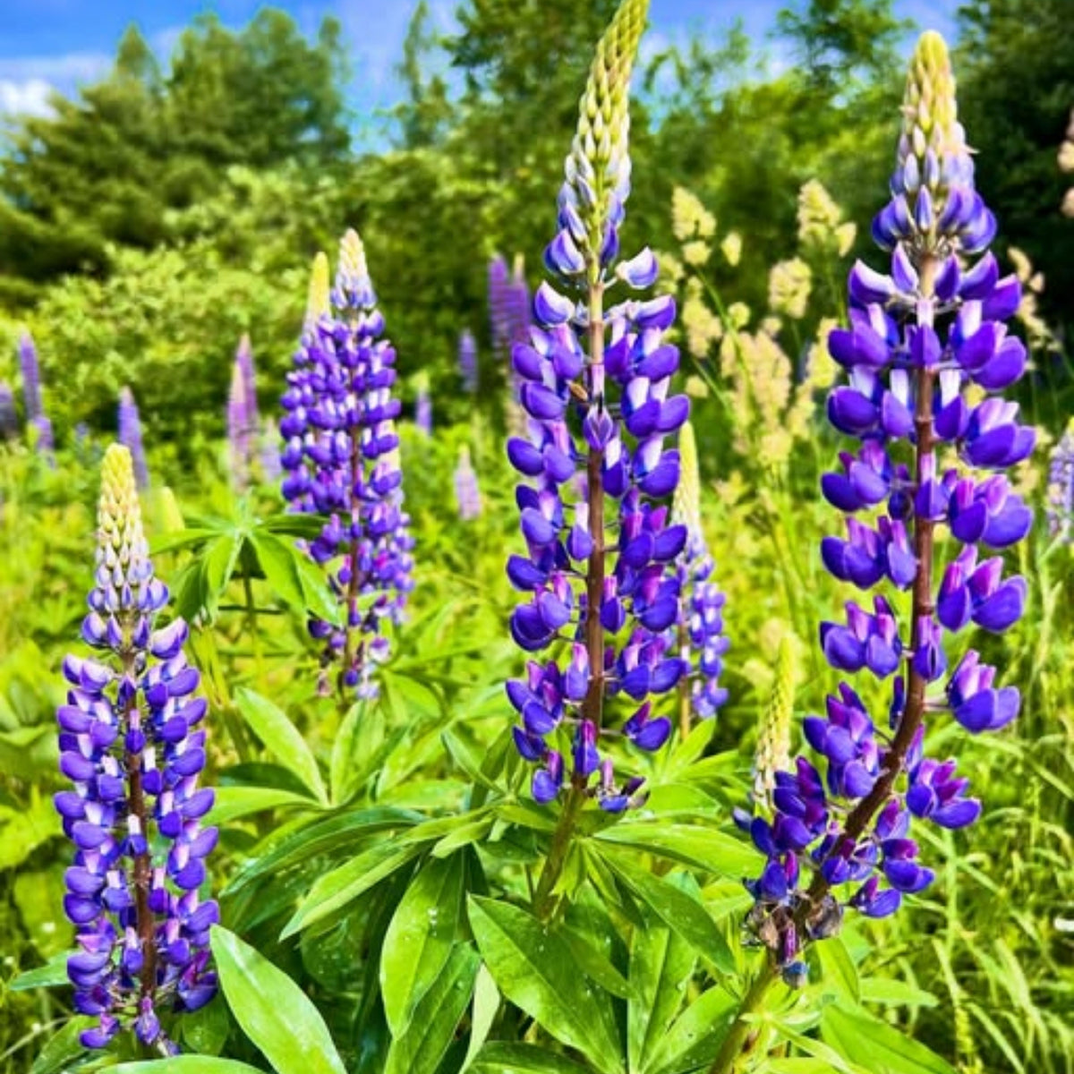 Masterpiece Lupine (Lupinus ‘Masterpiece’) Seeds