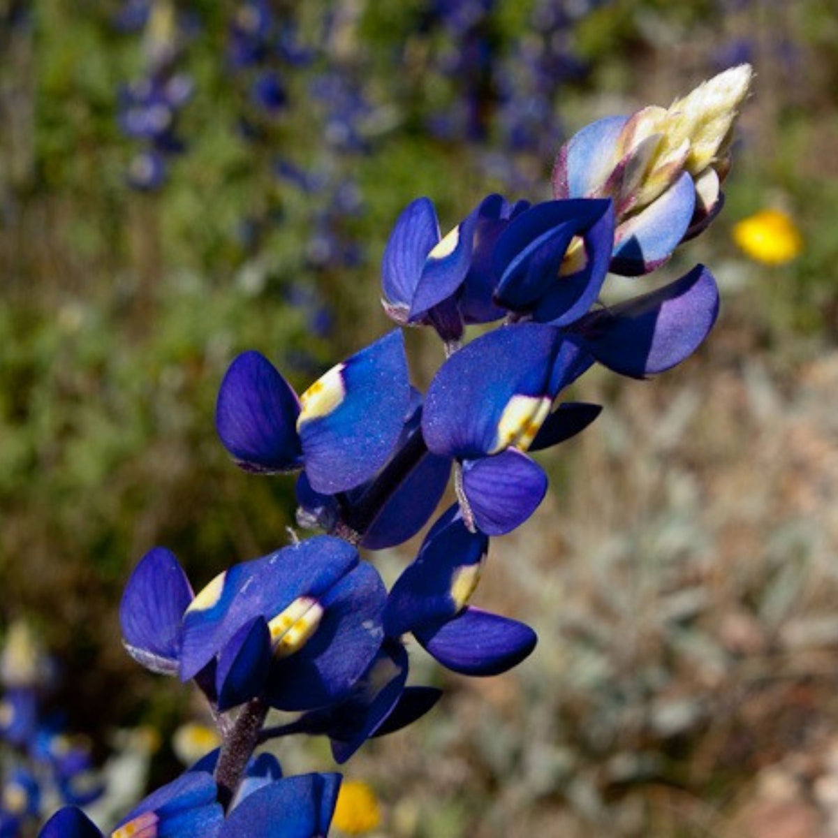 Lupinus Havardii (Big Bend Bluebonnet) Seeds