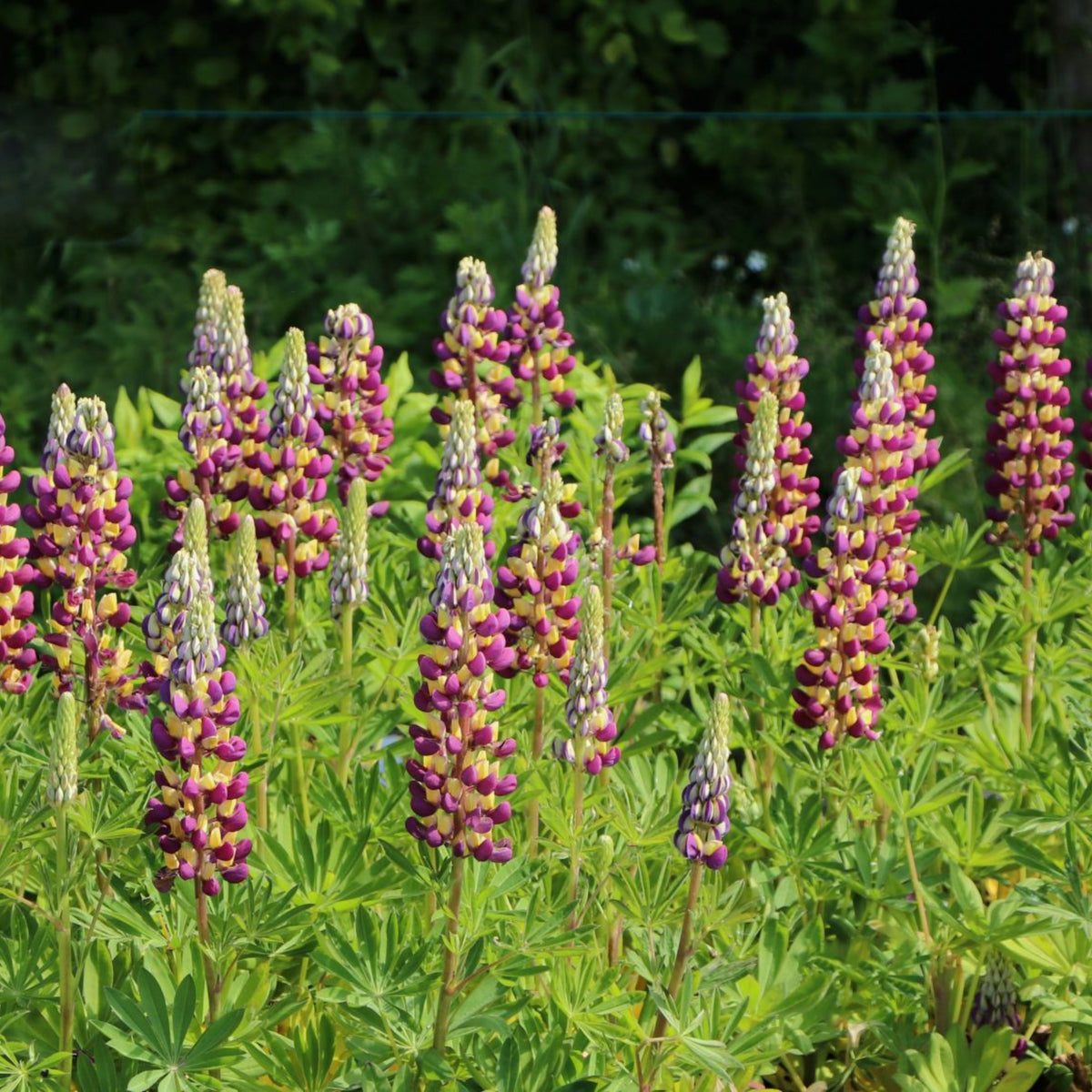 Manhattan Lights Lupinus (Lupine) Seeds