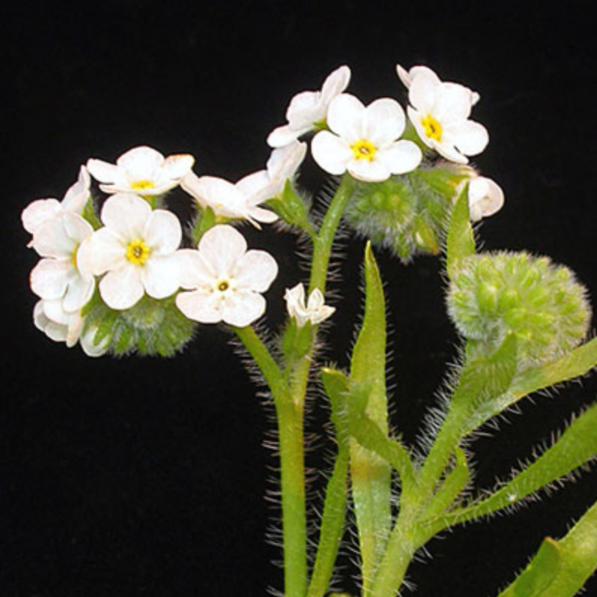 White Ball Alpine Forget-Me-Not Seeds - Bee Friendly