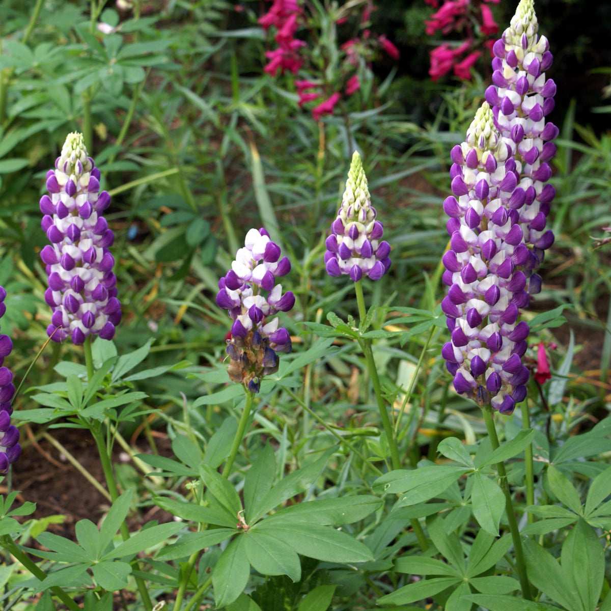 Lupinus ‘Purple Swirl’ (Lupine) Seeds