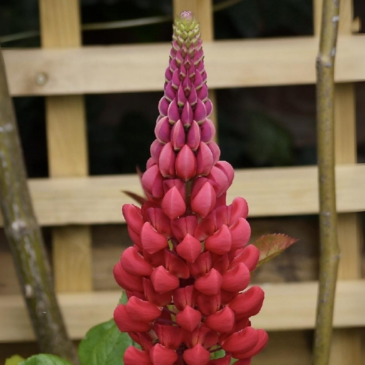 Lupinus ‘Beefeater’ (Lupine) Seeds, Bluebonnet